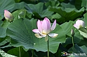 VBS_4605 - Fioritura loto a Vezza d'Alba